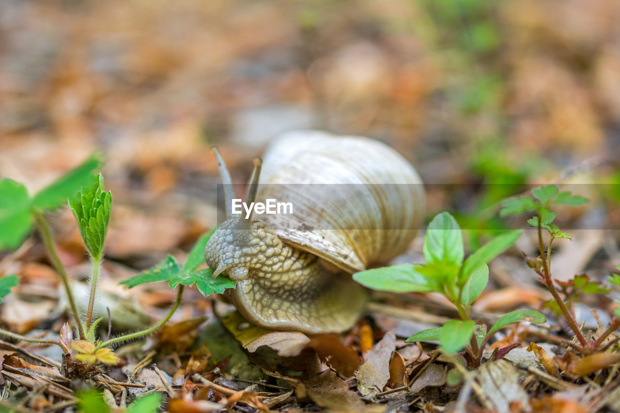 CLOSE-UP OF SNAIL ON LEAF