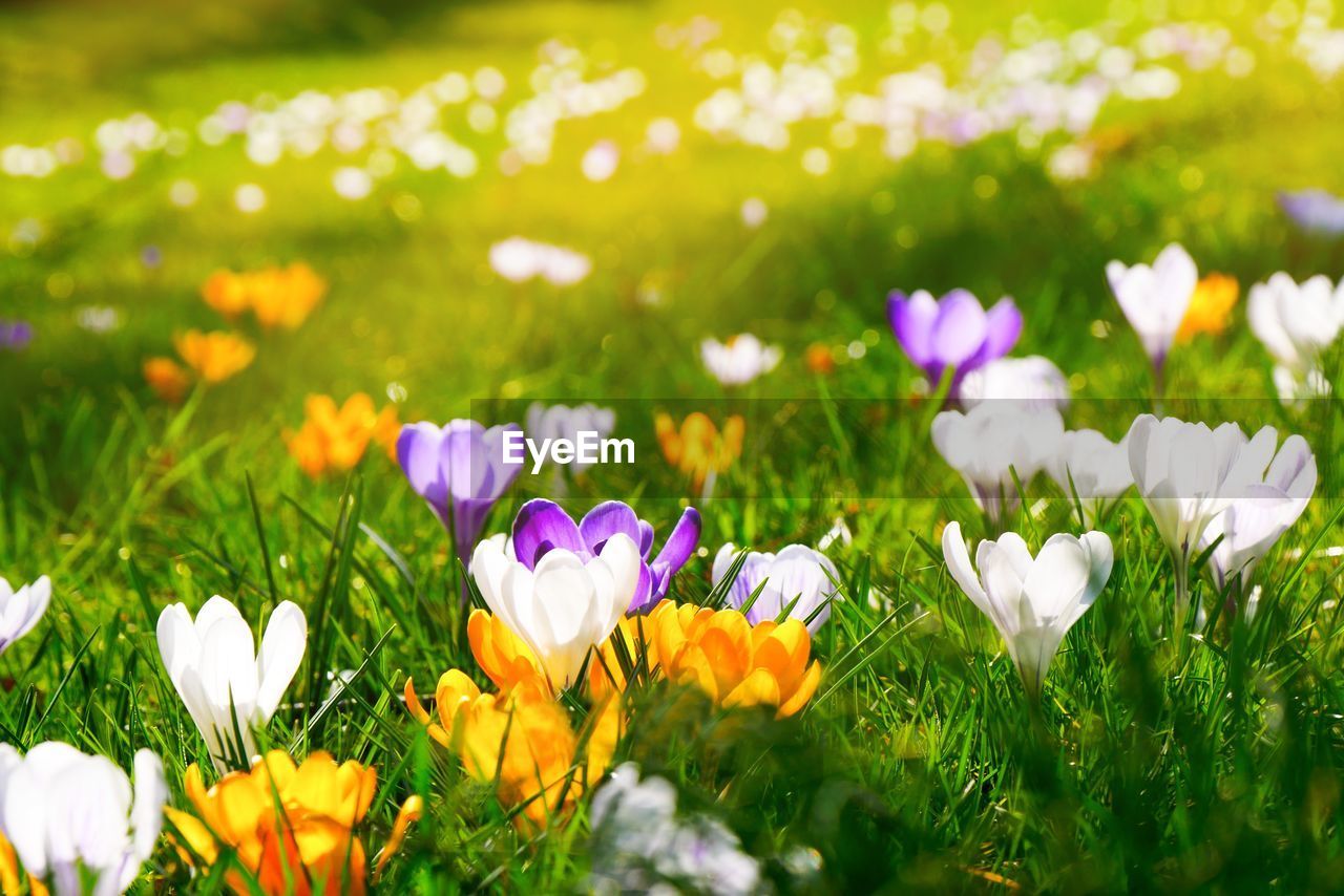 Close-up of purple flowers blooming in field