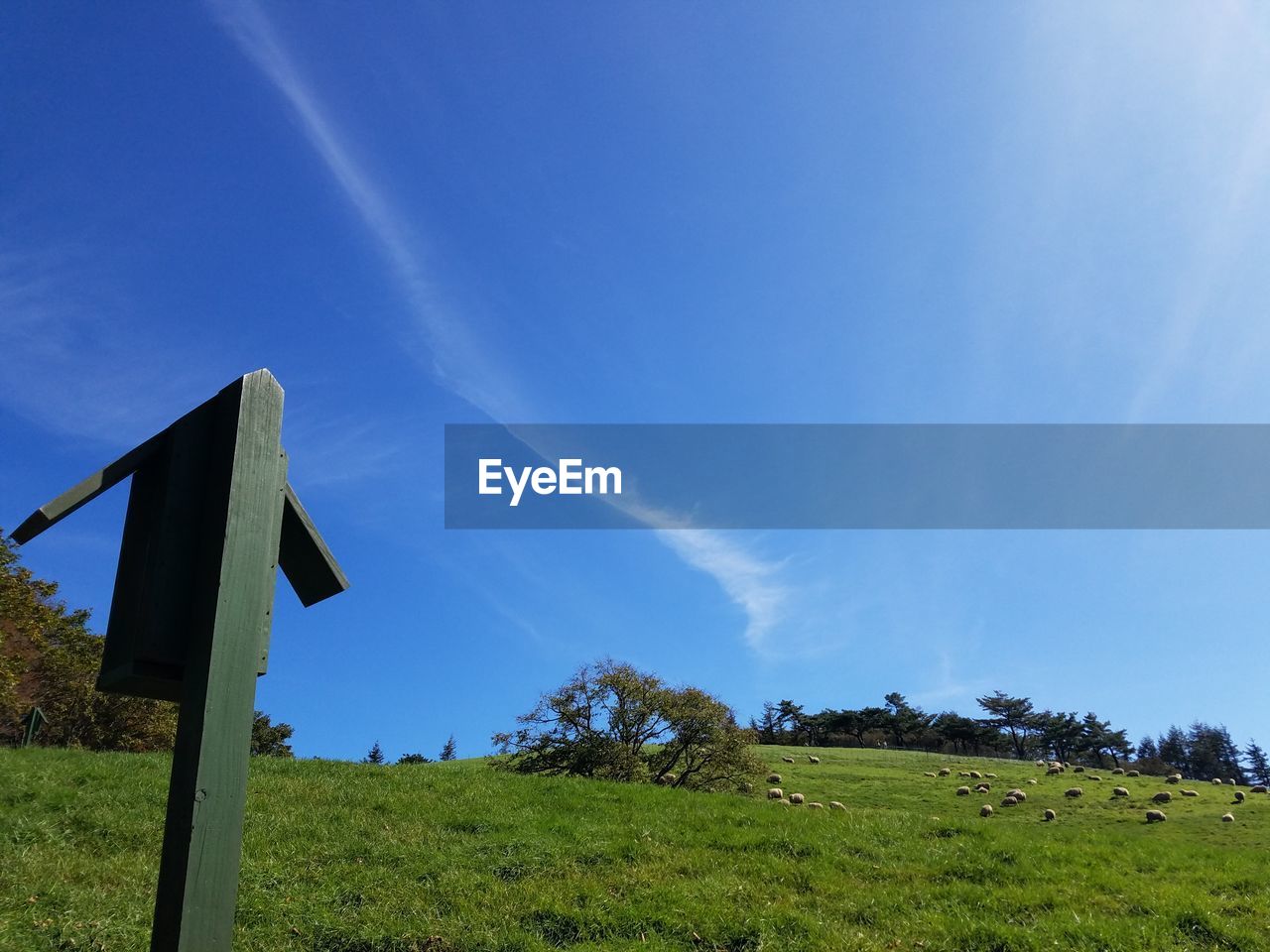 Low angle view of trees on field against blue sky