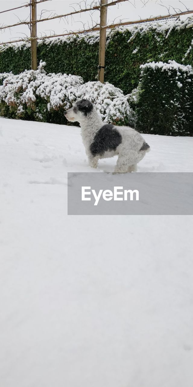 WHITE DOG ON SNOW