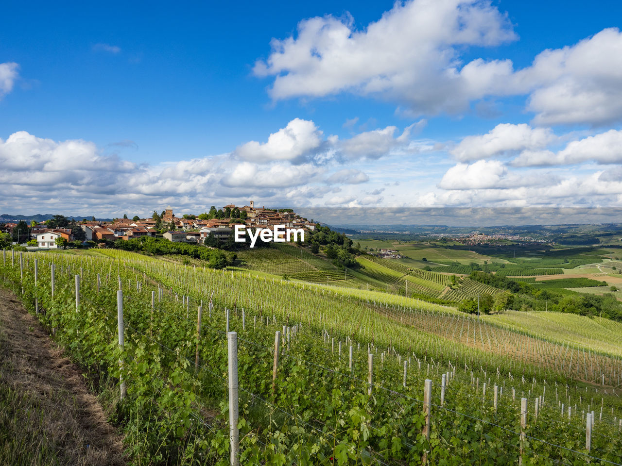 Landscape of langhe and its vineyards