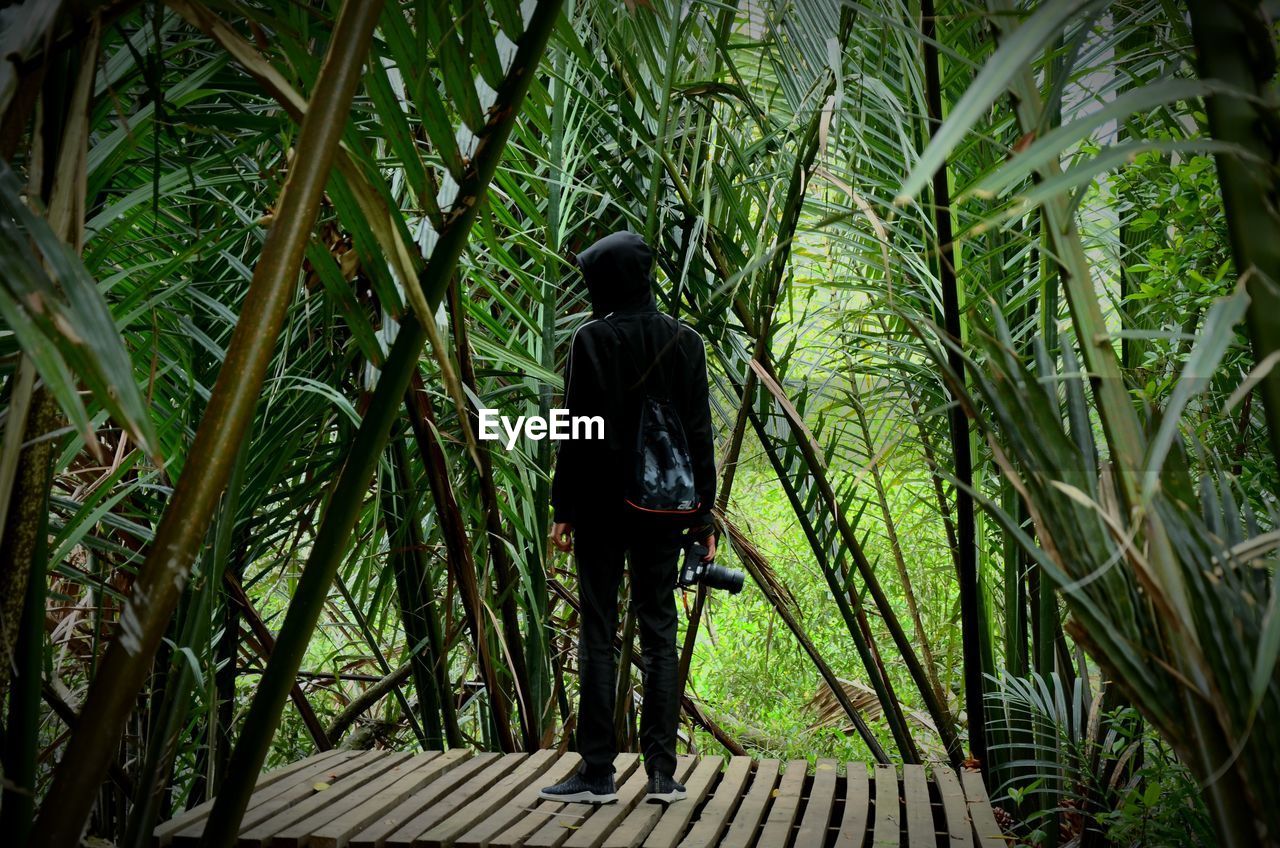 REAR VIEW OF MAN WALKING ON BAMBOO AMIDST TREES IN FOREST