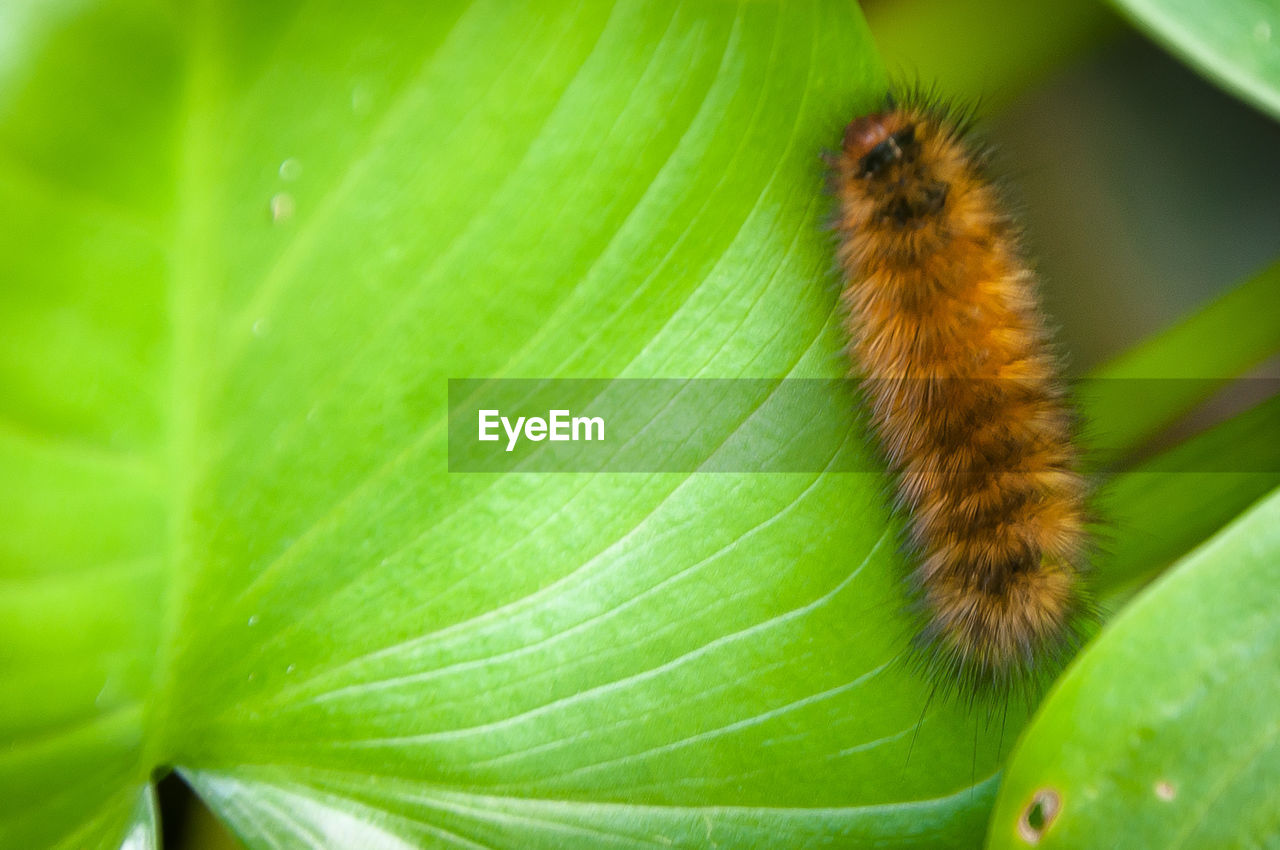 Caterpillar on green leaves