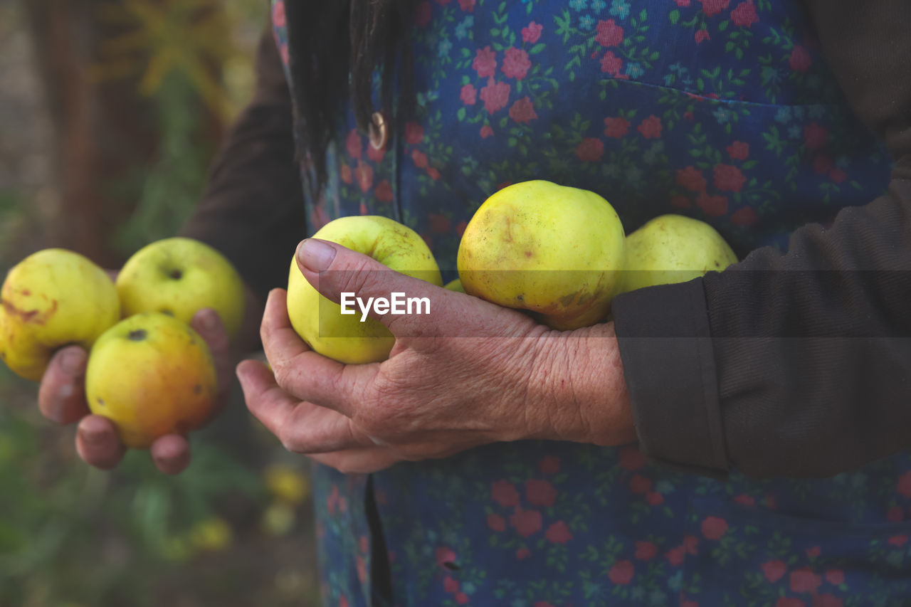 Old woman holding yellow apples. hands of an old woman holding green apples. the concept of farming