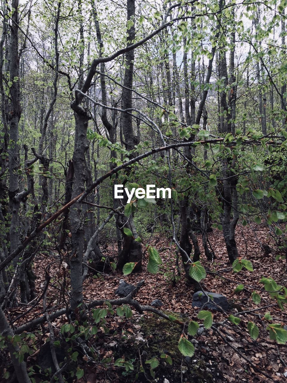 TREES AND PLANTS GROWING ON LAND