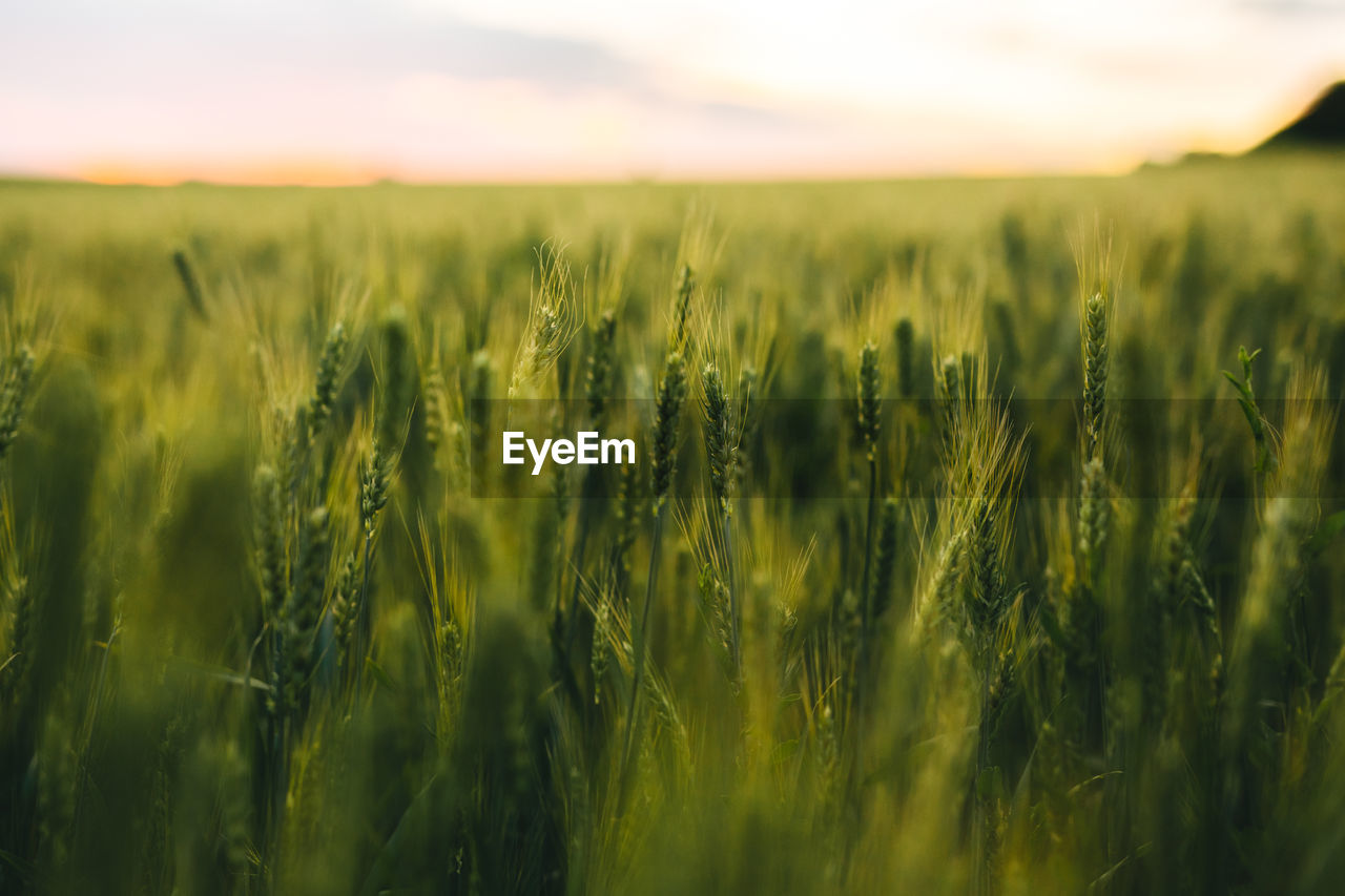 WHEAT FIELD