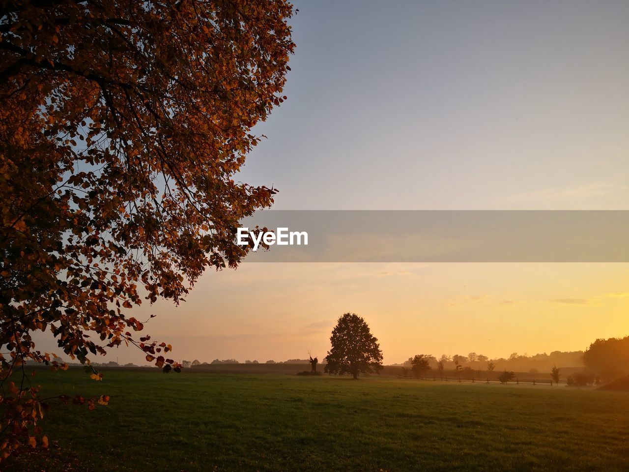 Trees on field against sky during sunset