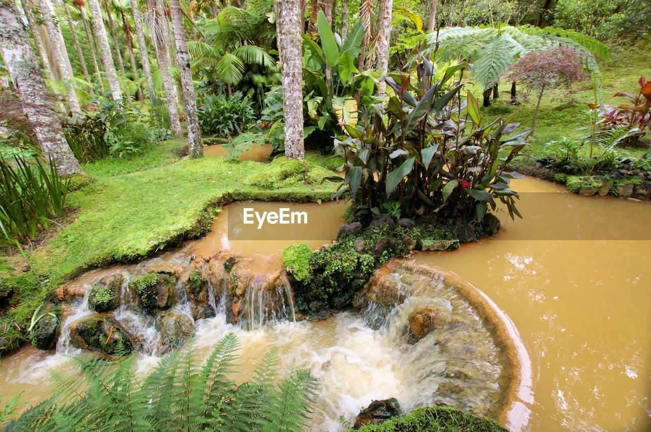 SCENIC VIEW OF STREAM IN FOREST