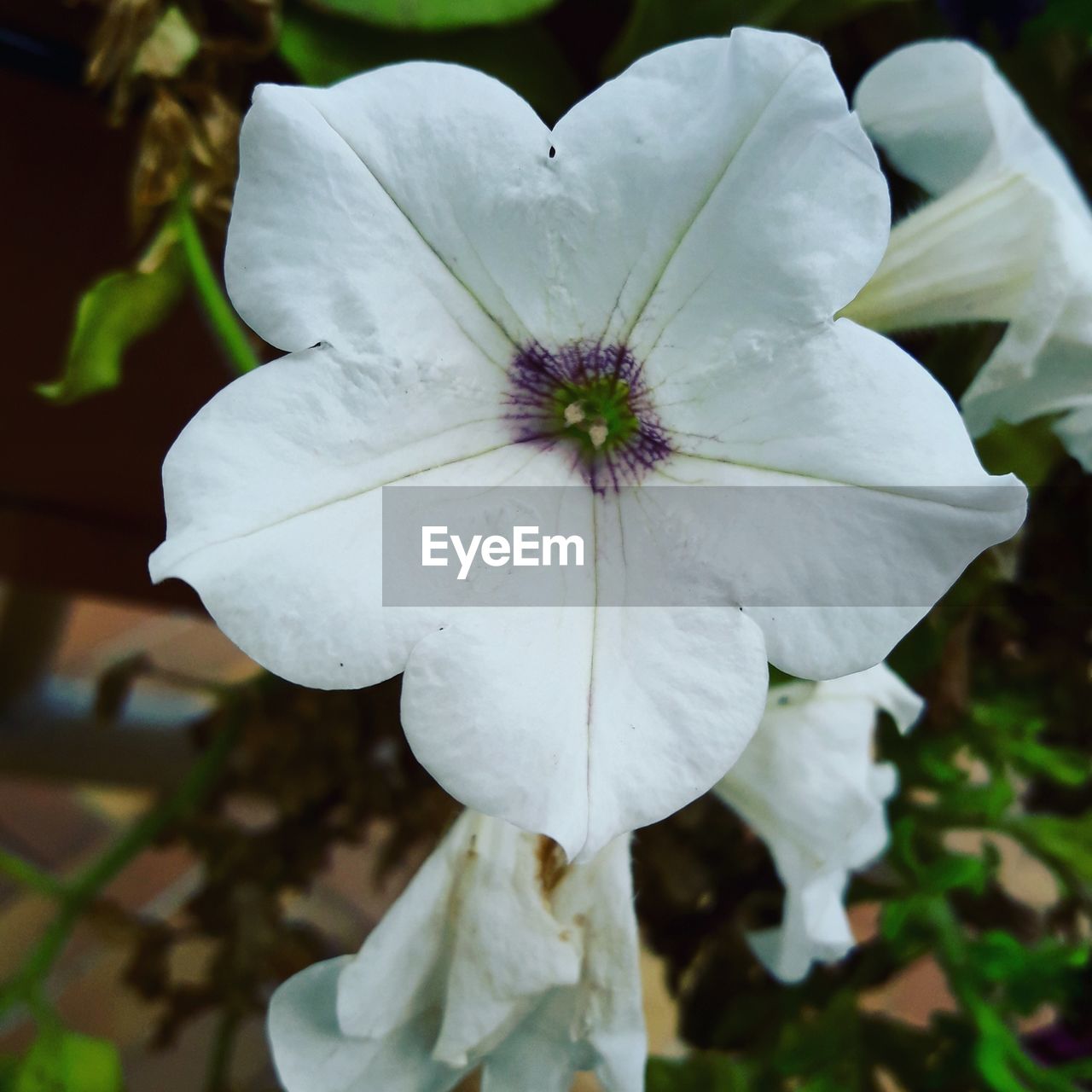 CLOSE-UP OF WHITE FLOWER BLOOMING