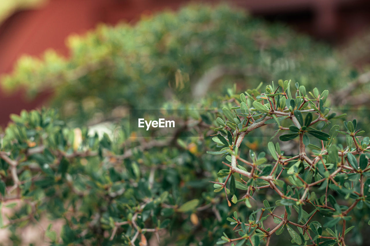 CLOSE-UP OF CACTUS