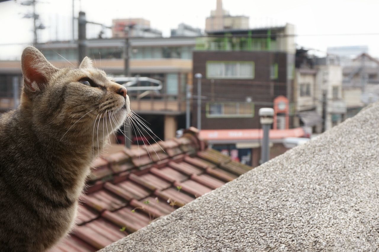Cat looking up against buildings in city