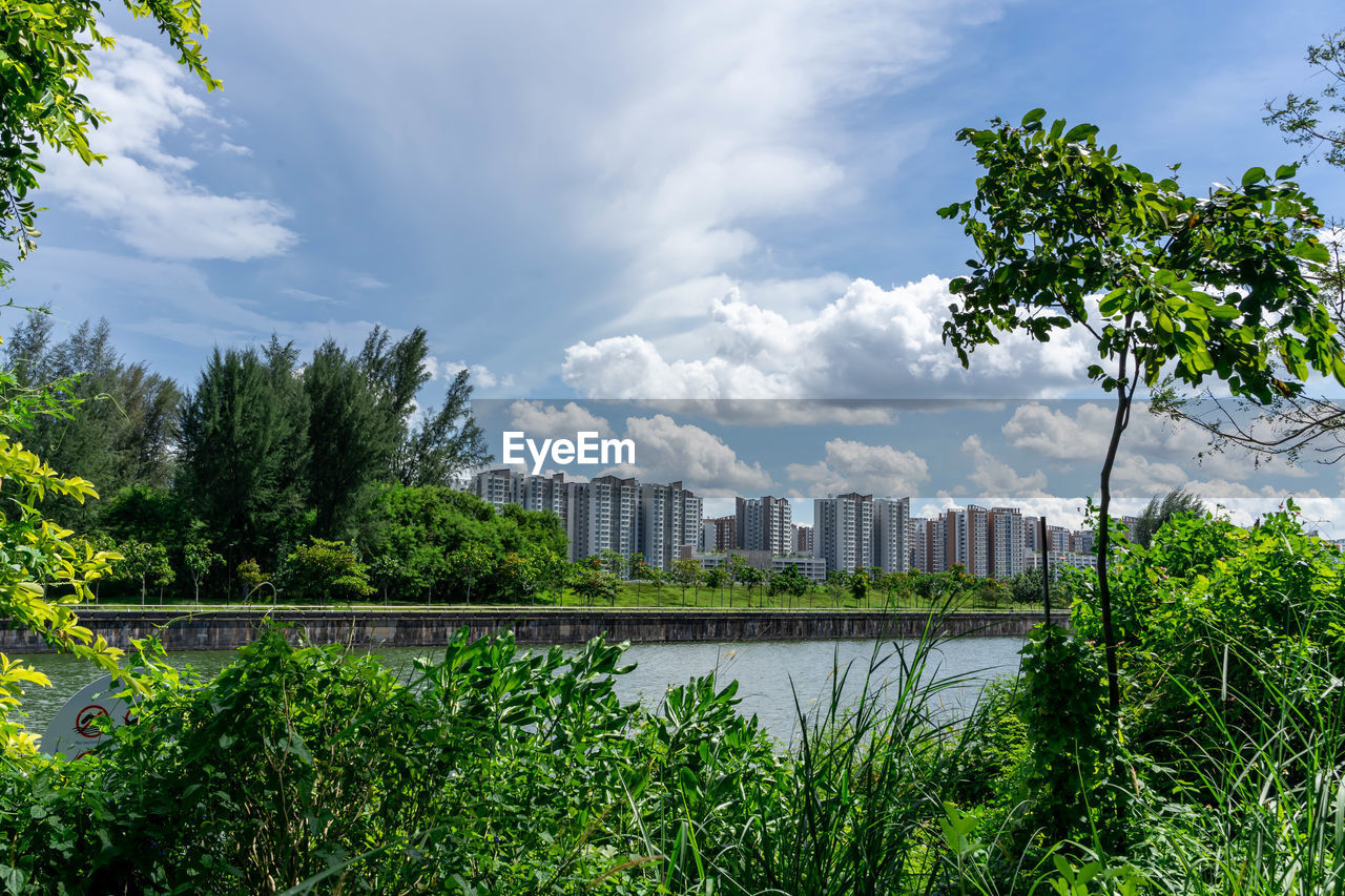 TREES WITH BUILDINGS IN BACKGROUND