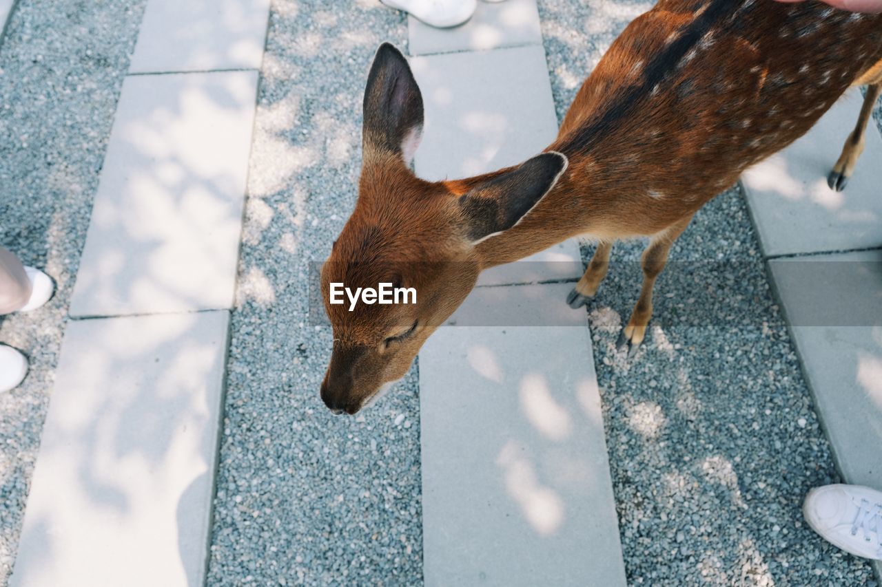 HIGH ANGLE VIEW OF DOG STANDING IN A BACKGROUND