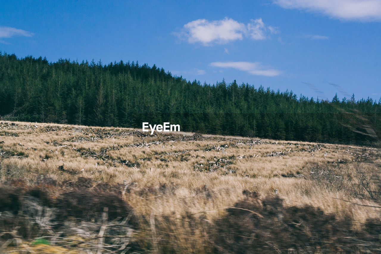 TREES ON COUNTRYSIDE LANDSCAPE