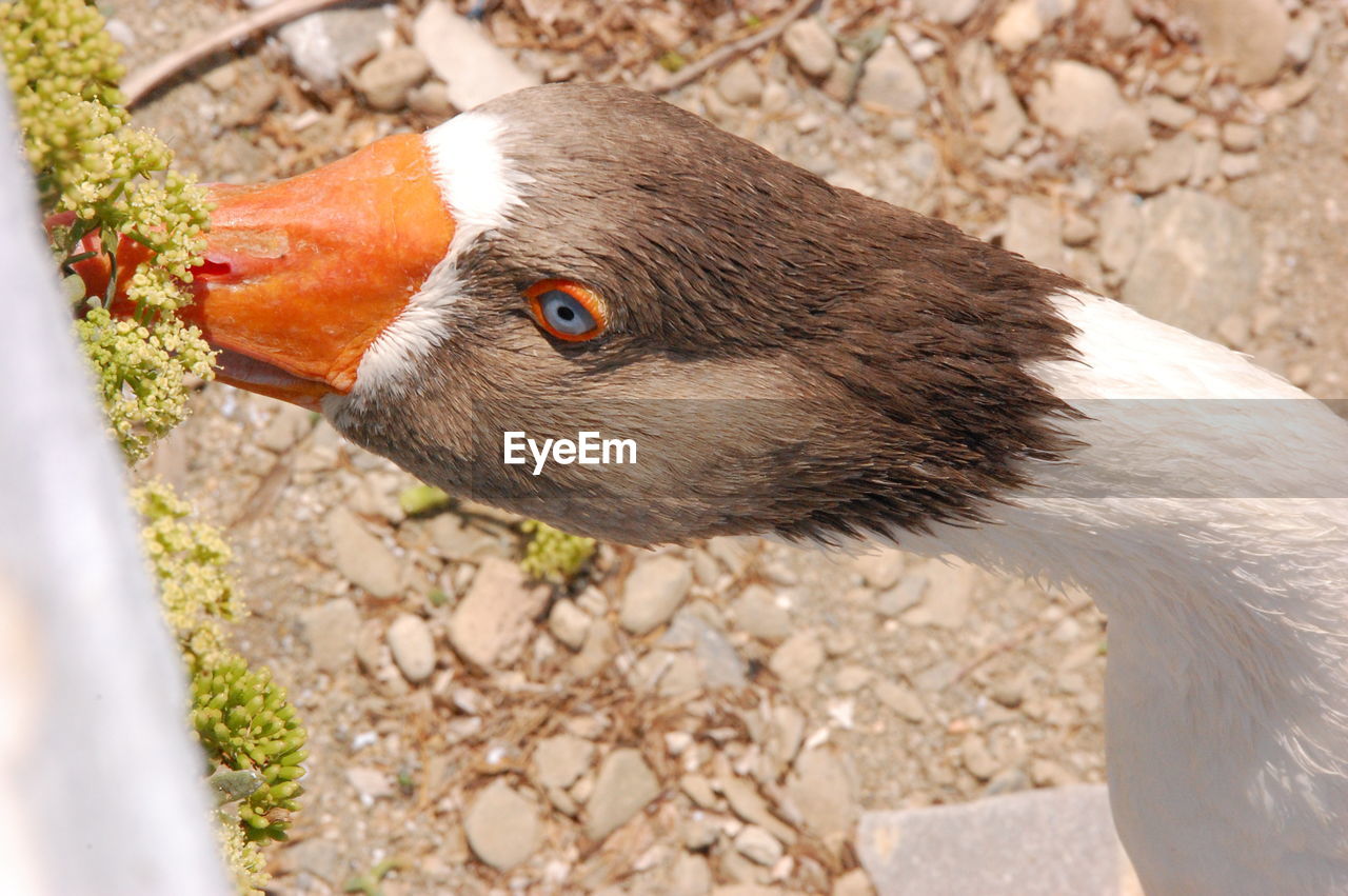 Close-up of goose by plant