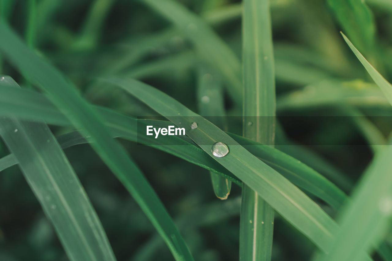 RAINDROPS ON GRASS