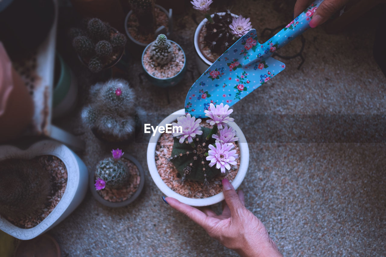 High angle view of woman holding a pot of cactus in her garden