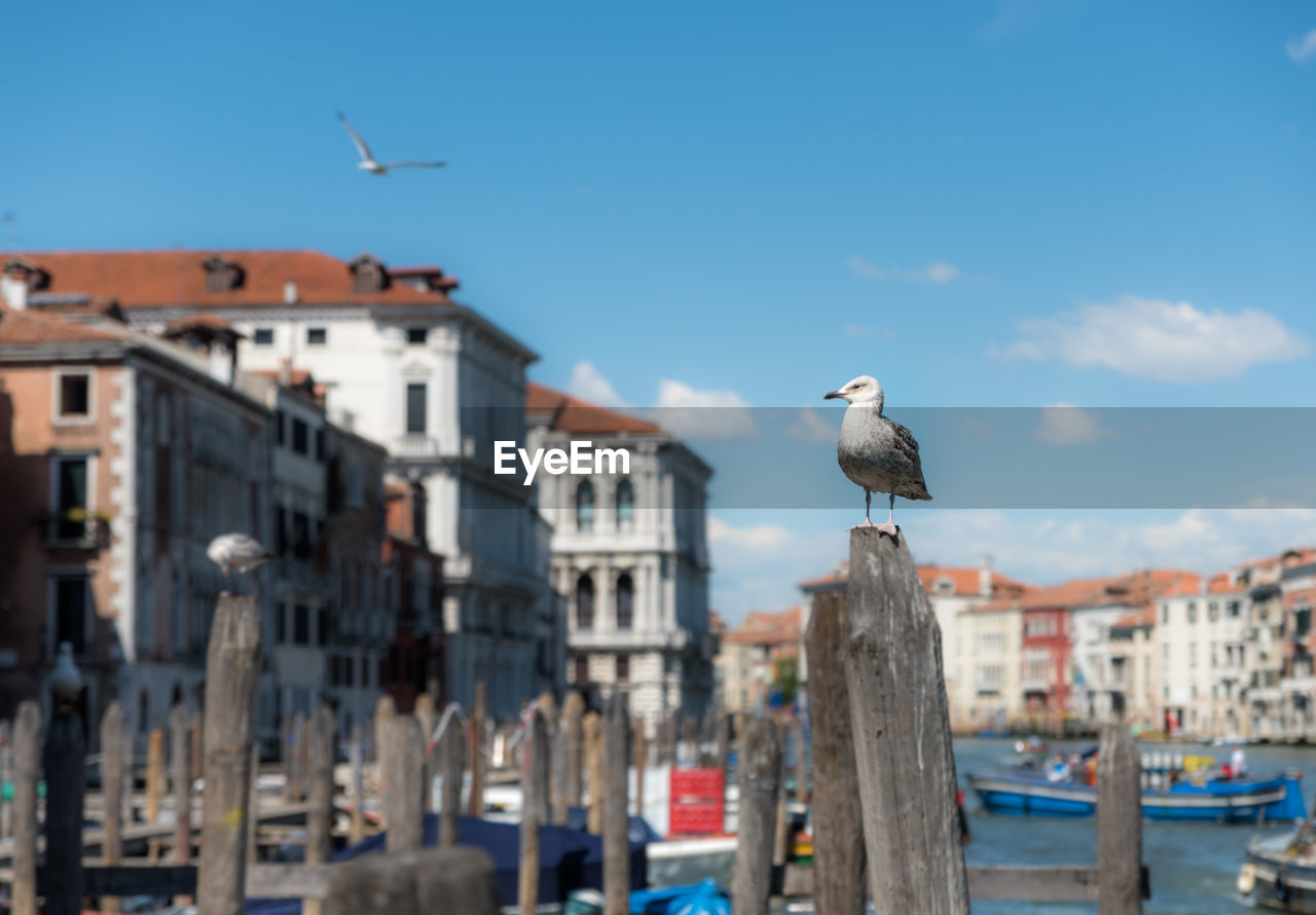 Seagull perching on wooden post in city against sky