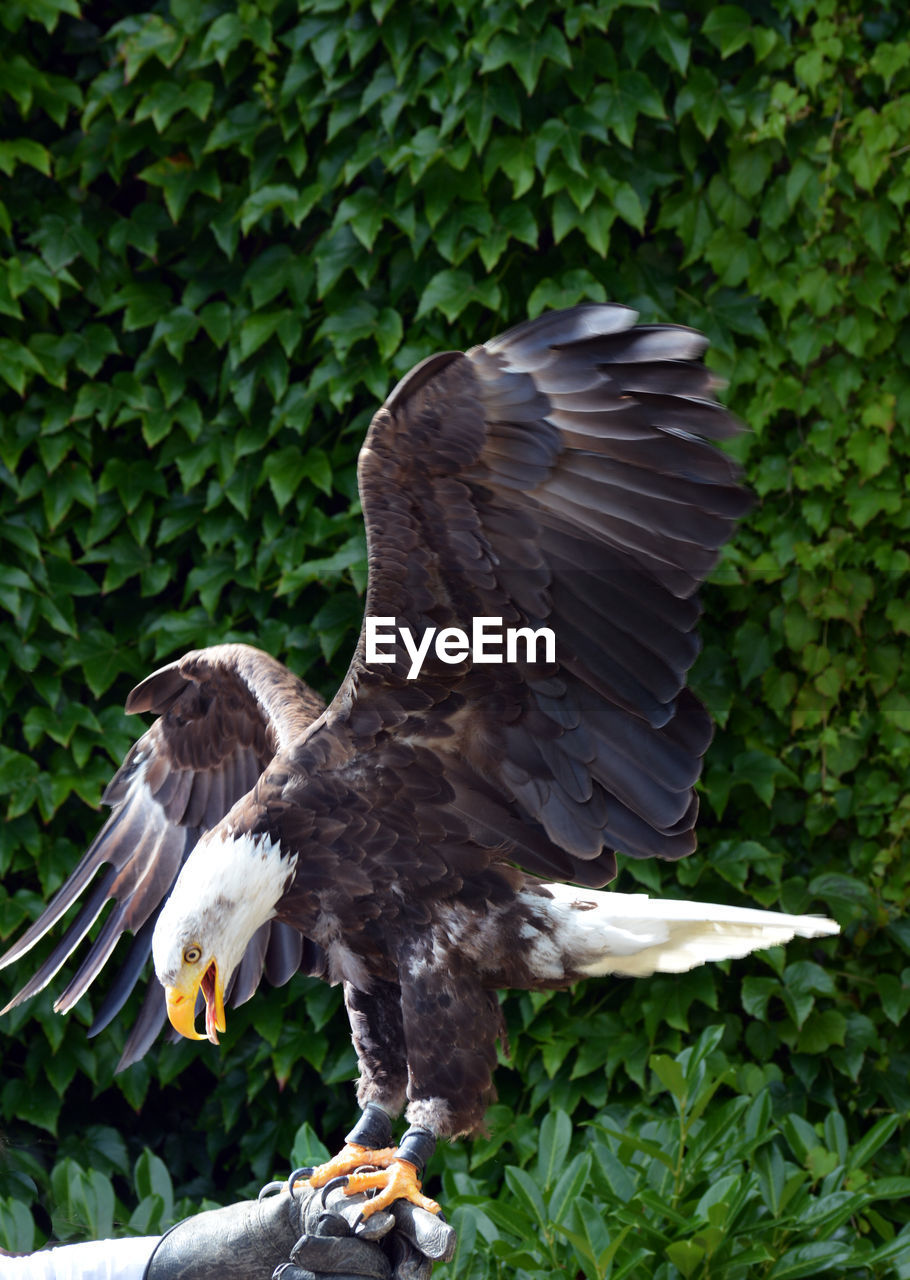 HIGH ANGLE VIEW OF EAGLE FLYING IN THE PARK