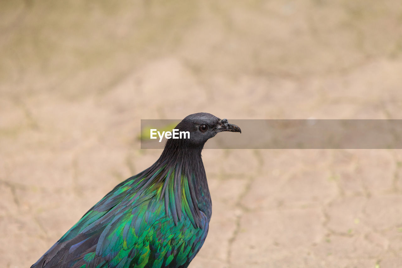 Nicobar pigeon called caloenas nicobarica is found in new guinea, nicobar and luzon.