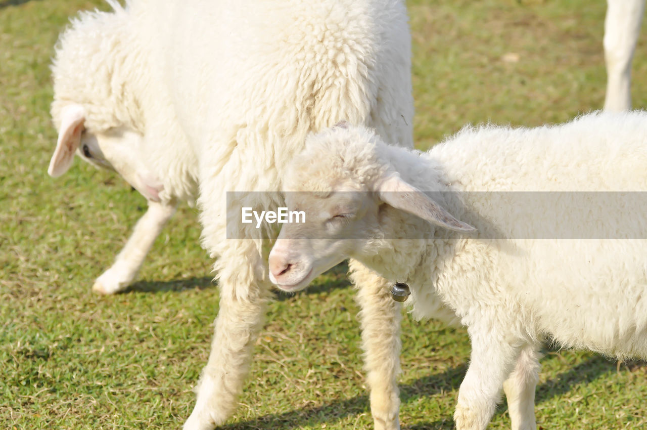 SHEEP GRAZING ON FIELD