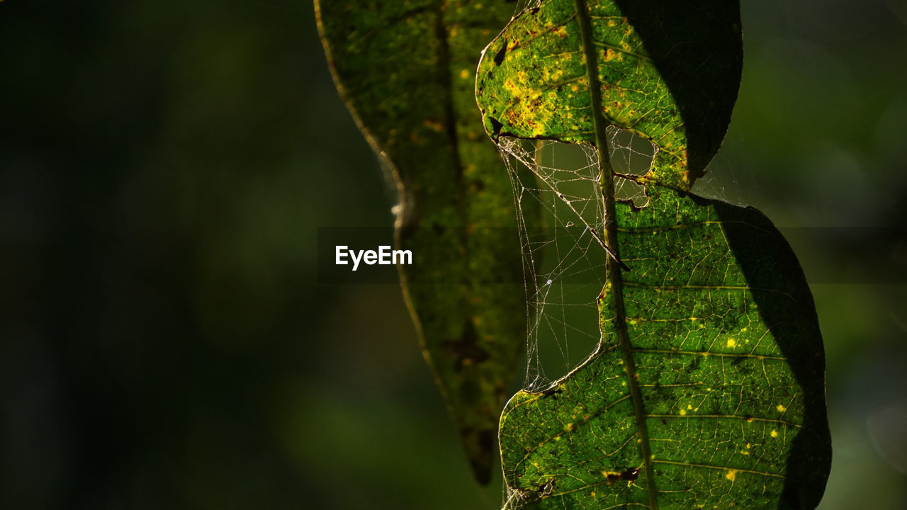 CLOSE-UP OF SPIDER WEB ON PLANT LEAVES