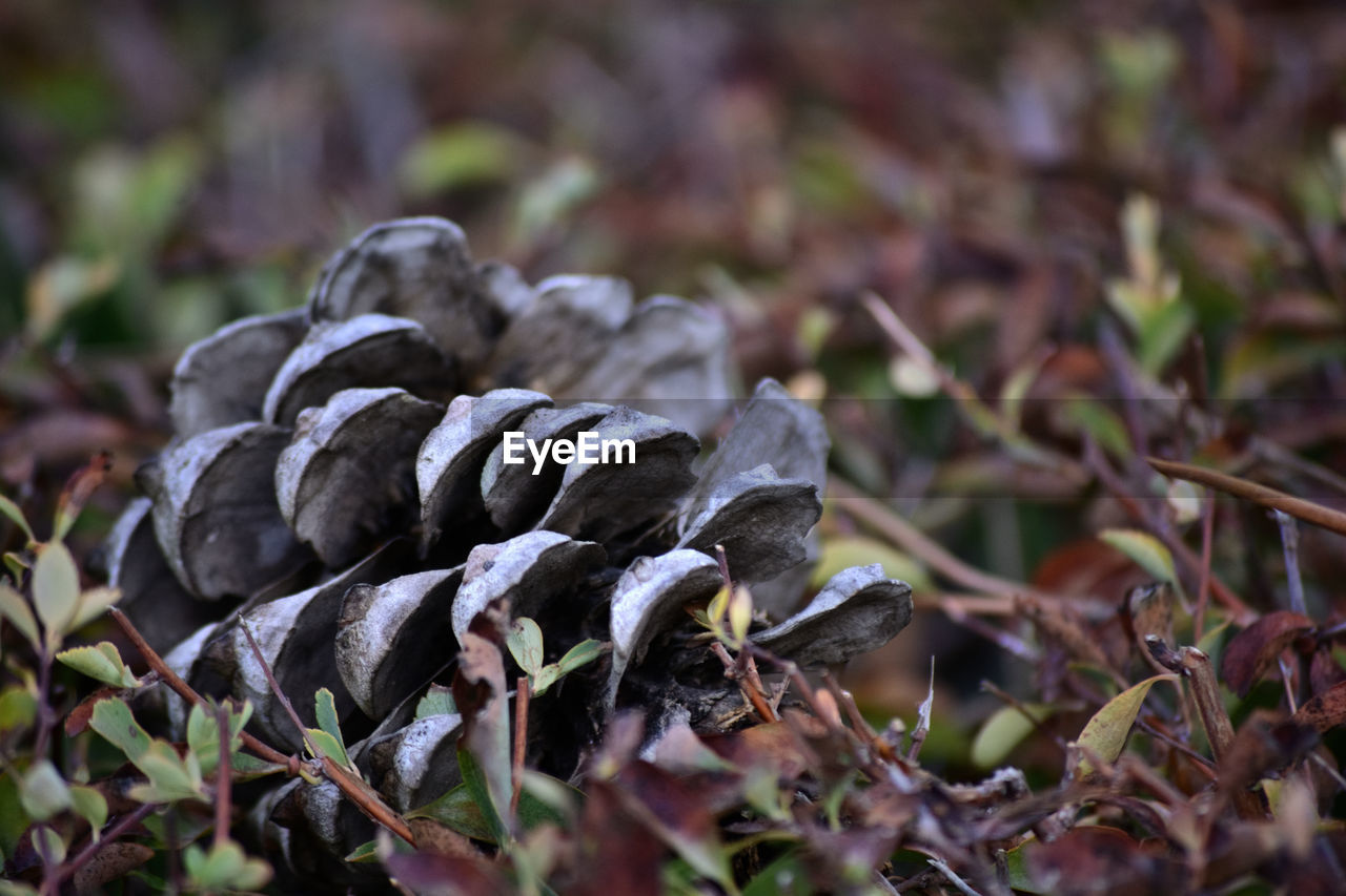 nature, leaf, forest, plant, wildlife, autumn, macro photography, flower, tree, no people, close-up, branch, land, grass, vegetable, food, plant part, outdoors, day, woodland, fungus, selective focus, growth, animal wildlife, animal, mushroom, food and drink, environment