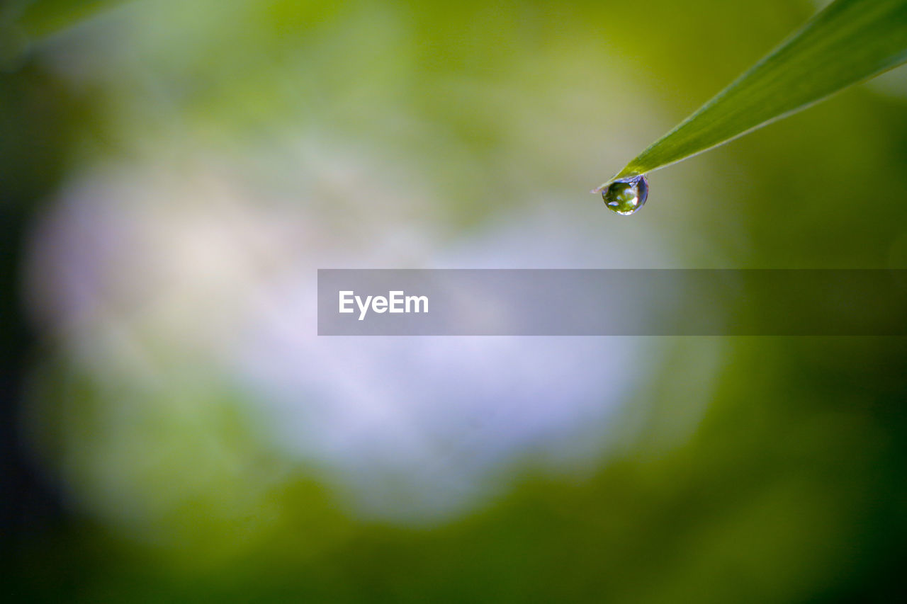 Close-up of water drops on plant