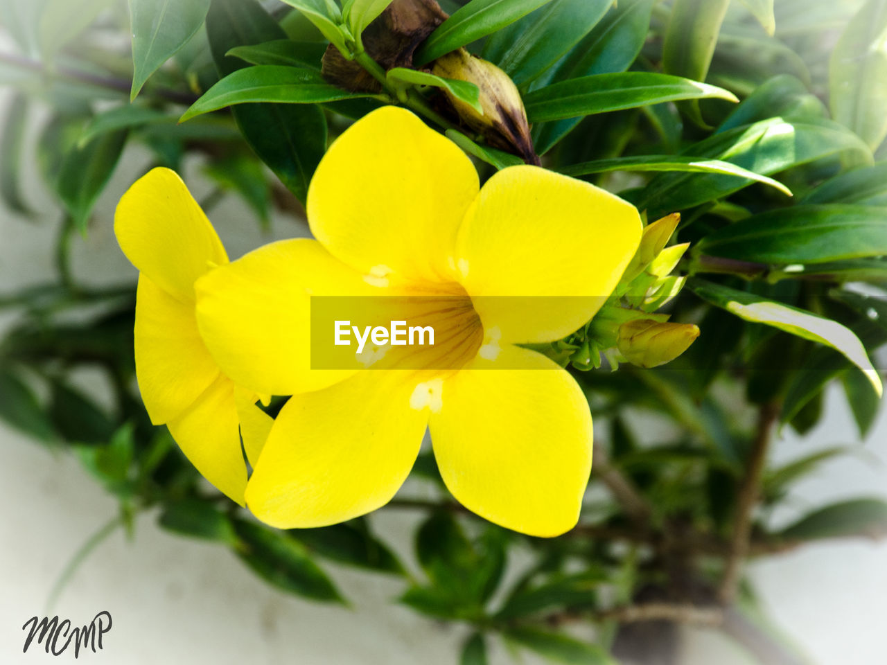 CLOSE-UP OF YELLOW FLOWER GROWING OUTDOORS