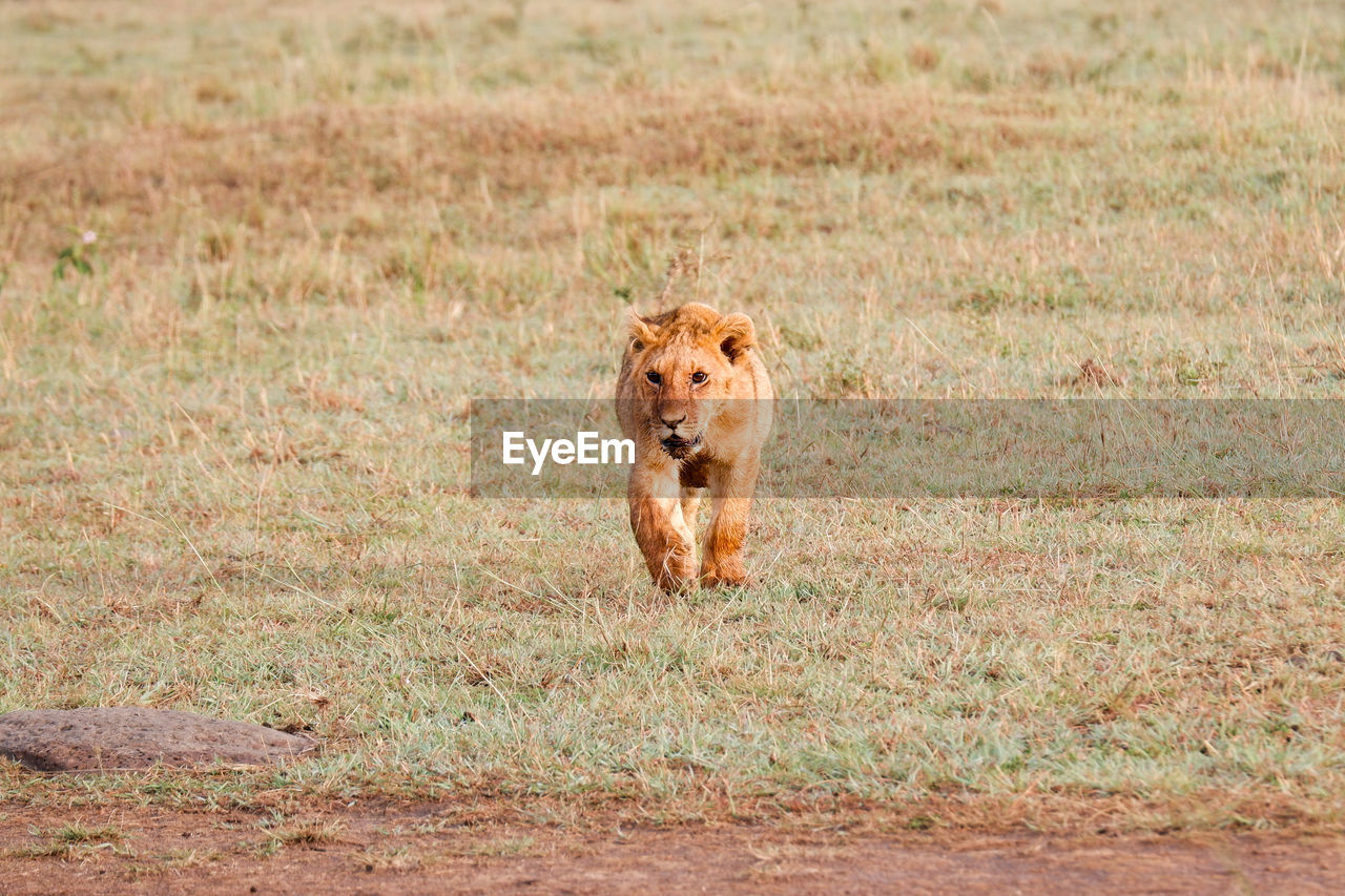 Young lion cub walks across grasslands in the maasai mara, kenya