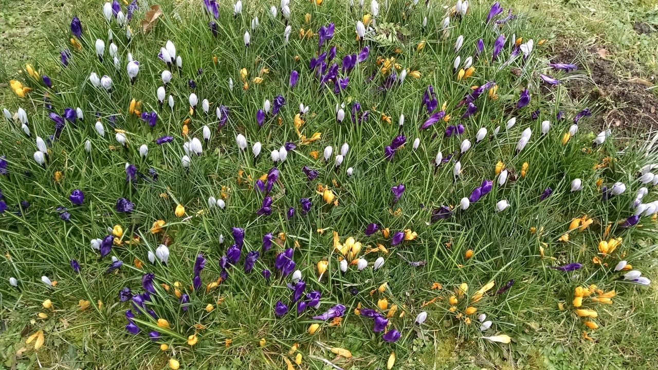 PURPLE WILDFLOWERS BLOOMING IN FIELD