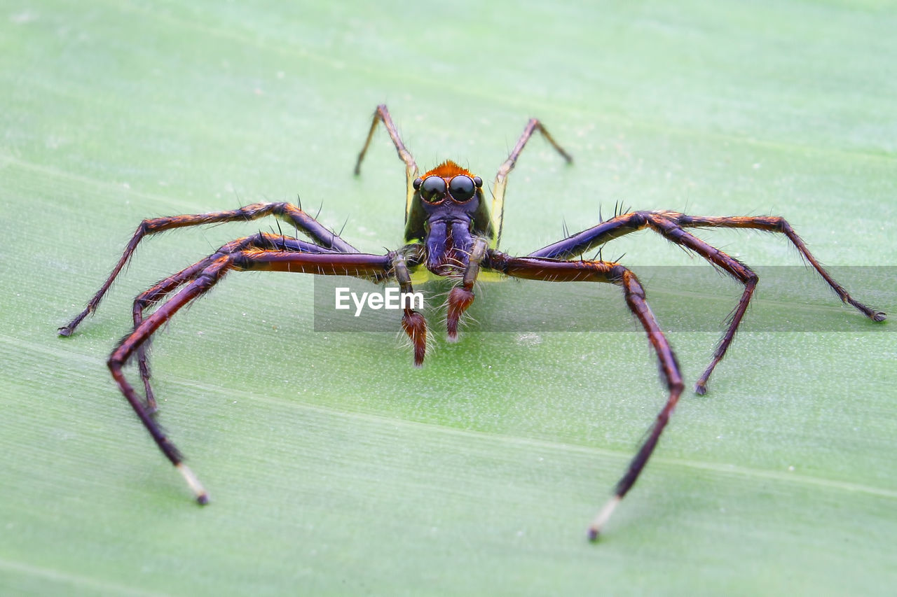 CLOSE-UP OF SPIDER IN A GREEN