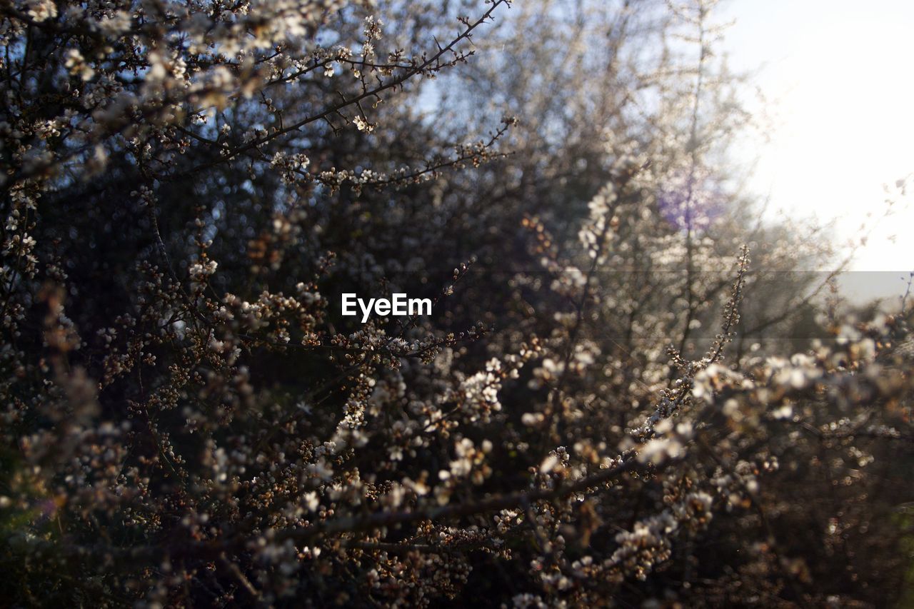 CLOSE-UP OF CHERRY BLOSSOM TREE