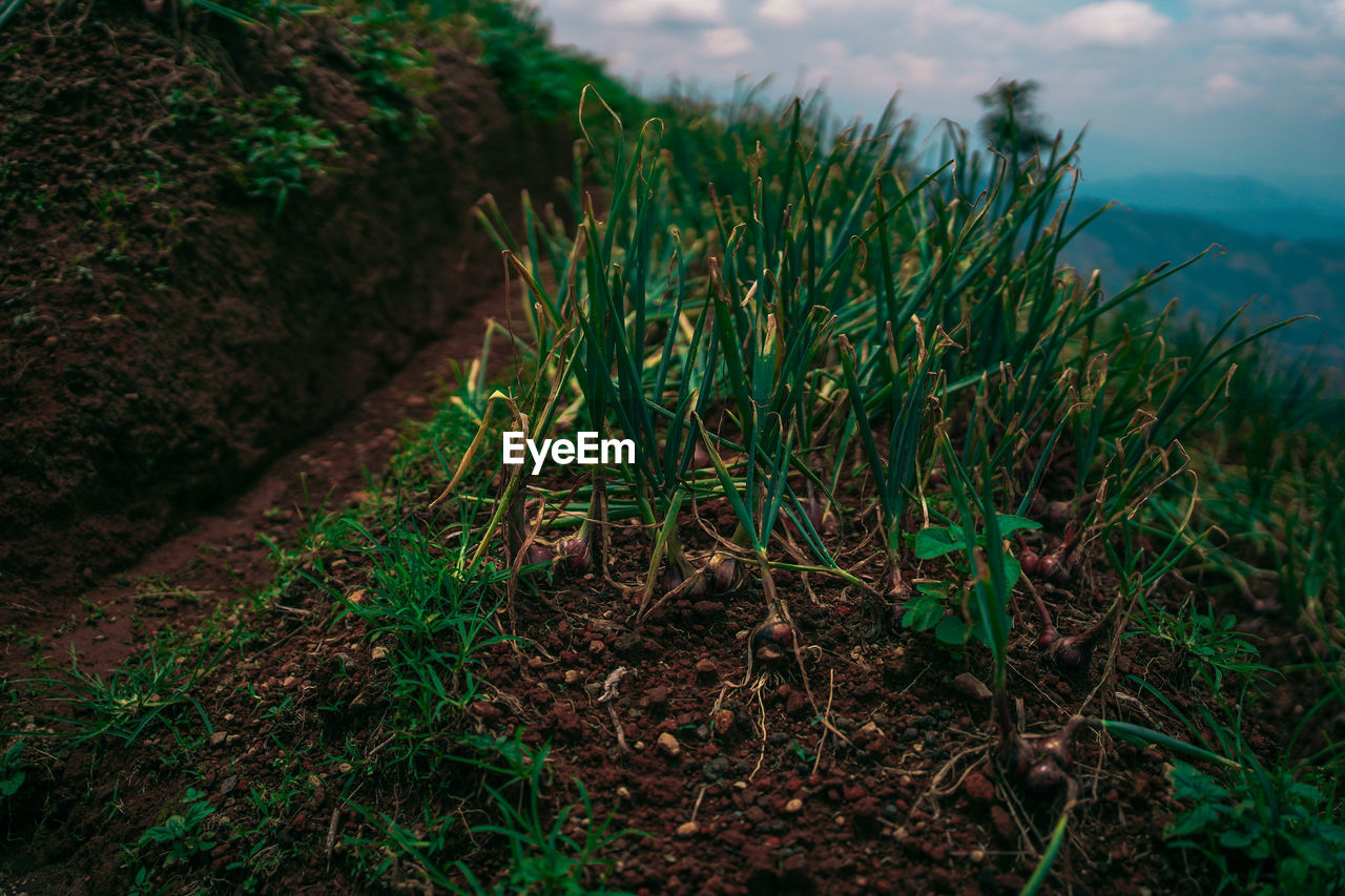 Close-up of green onion growing on field