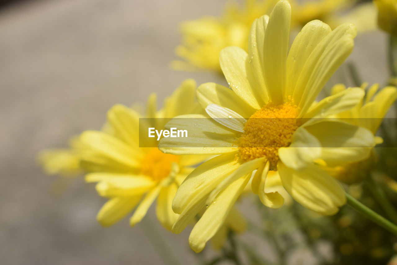 Close-up of yellow flowering plant