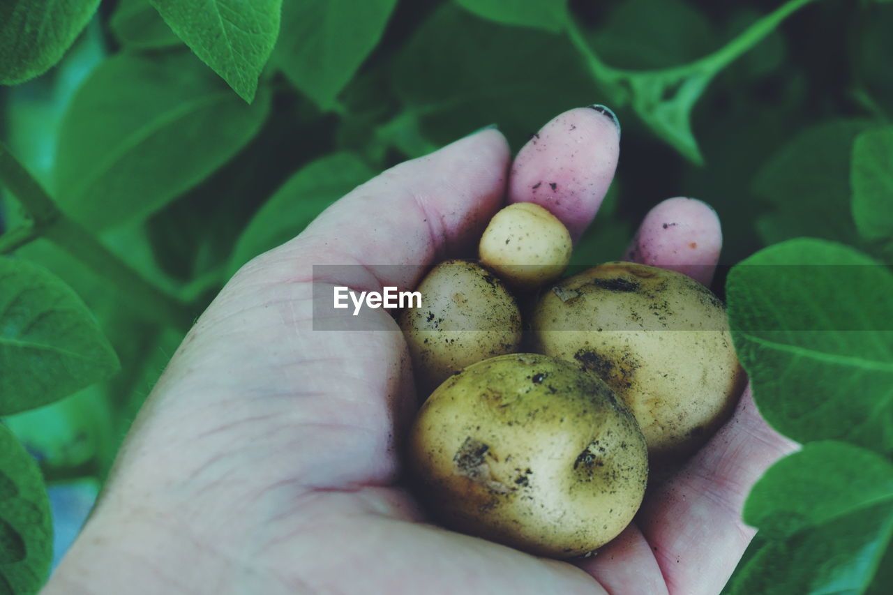 Cropped image of hand holding potato