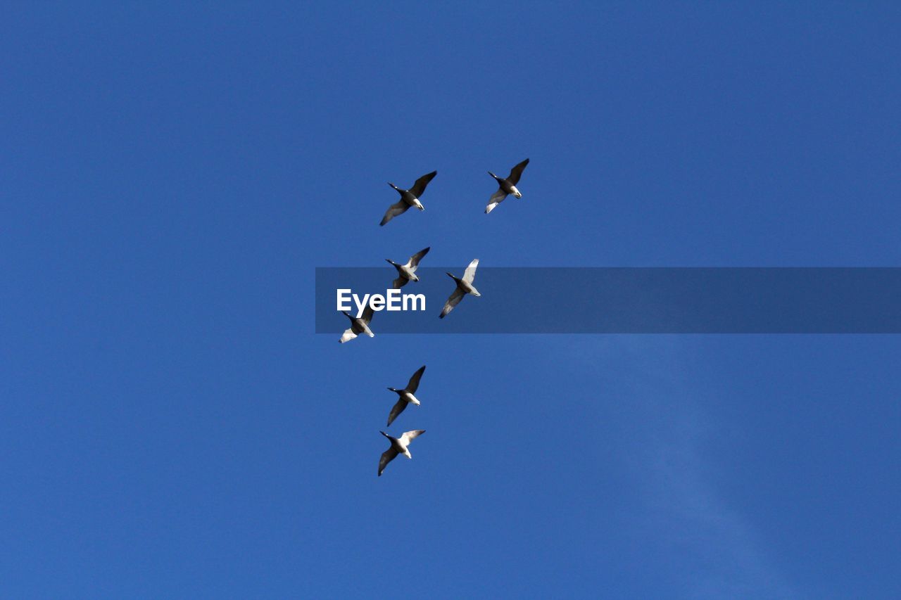 Low angle view of geese flying against clear blue sky