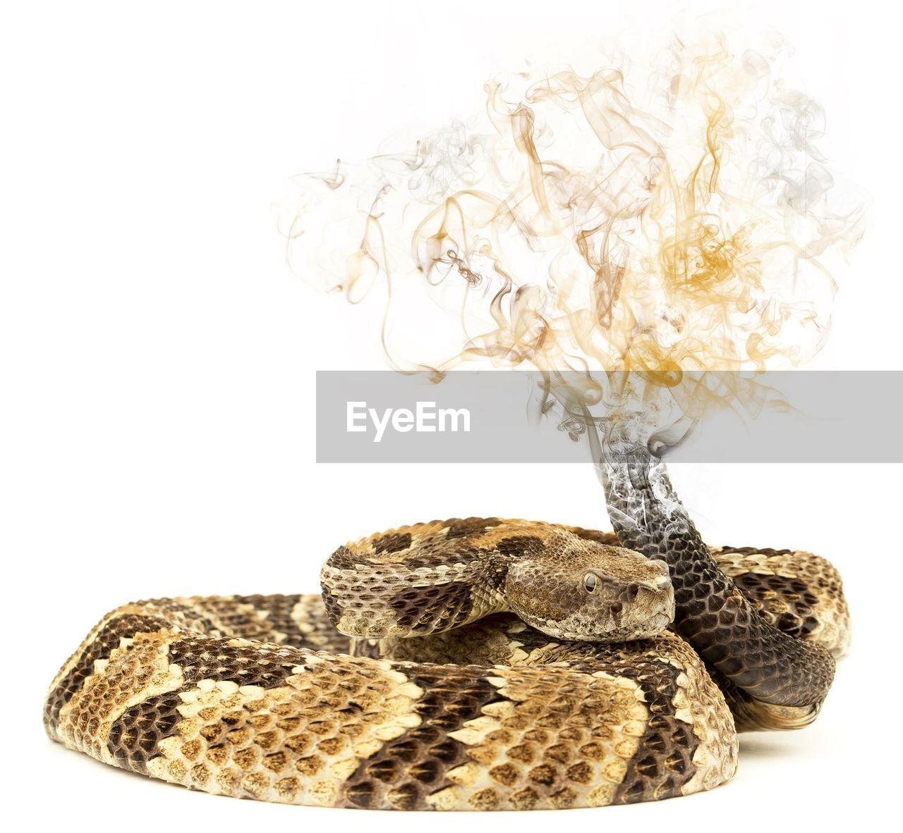 Digital composite image of snake against white background