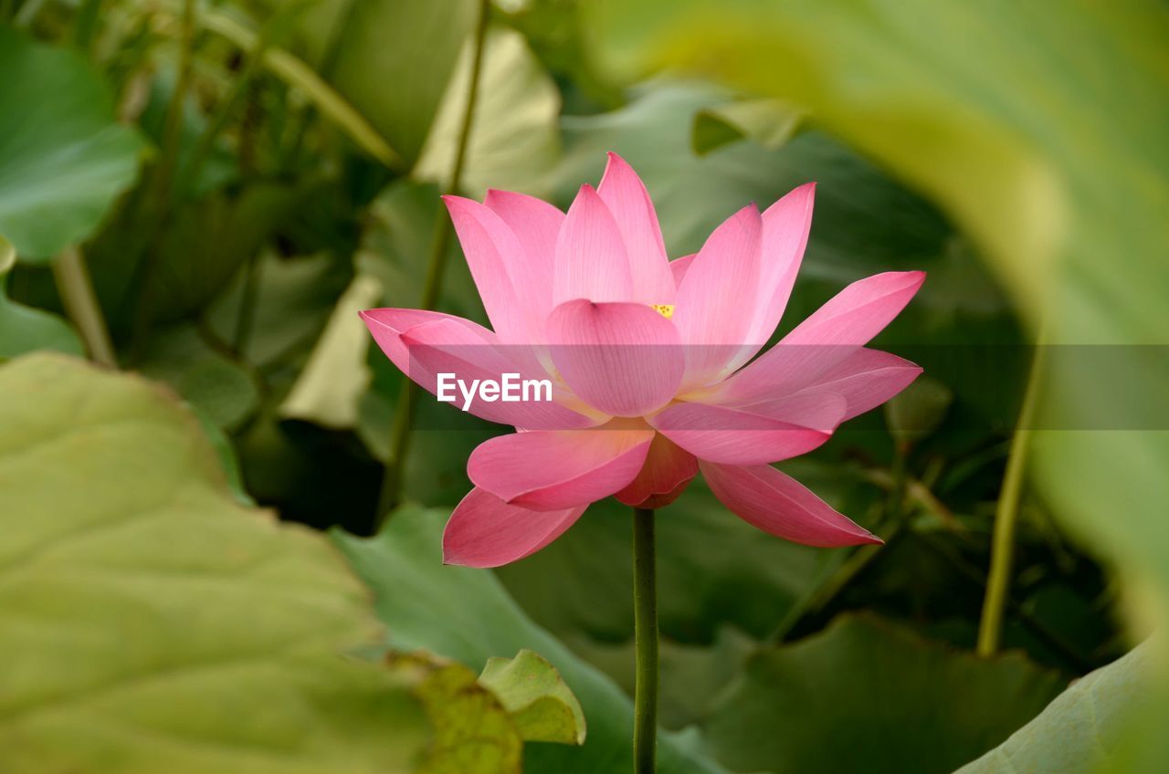 Close-up of pink lotus water lily