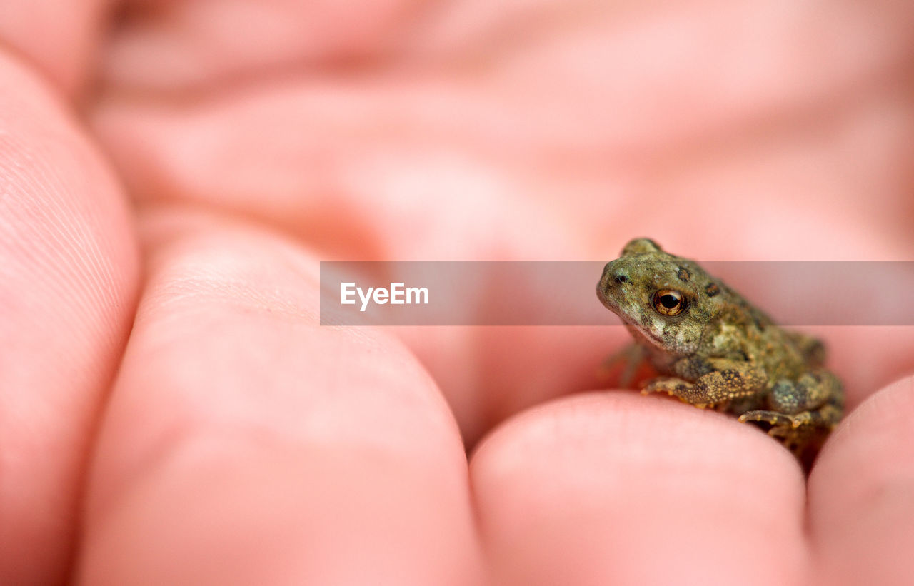 Close-up of frog on hand