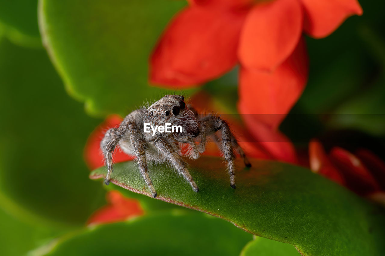 CLOSE-UP OF INSECT ON FLOWER