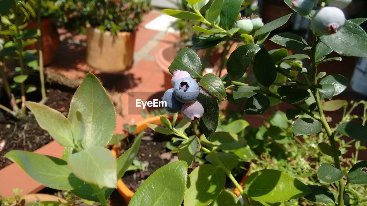 CLOSE-UP OF A PARROT