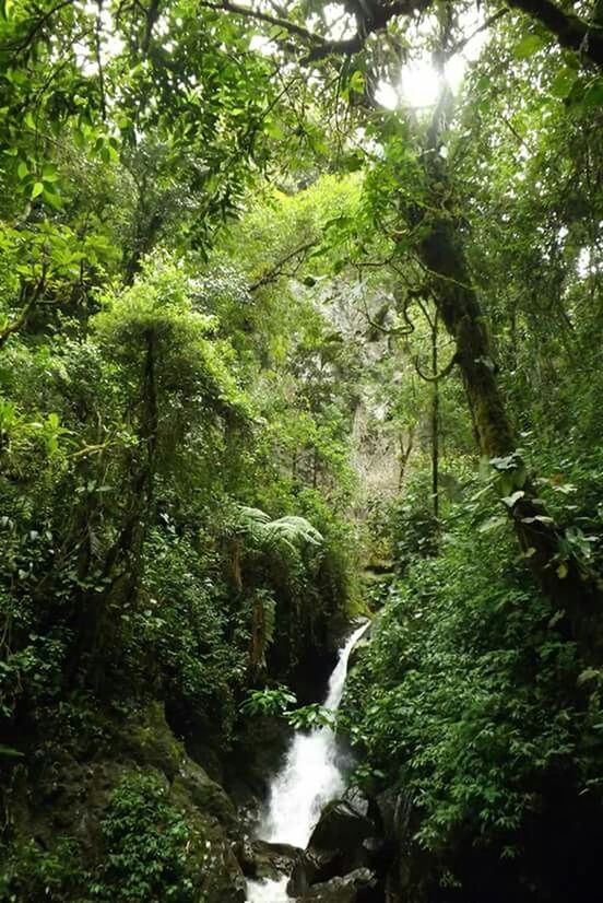 STREAM FLOWING THROUGH FOREST