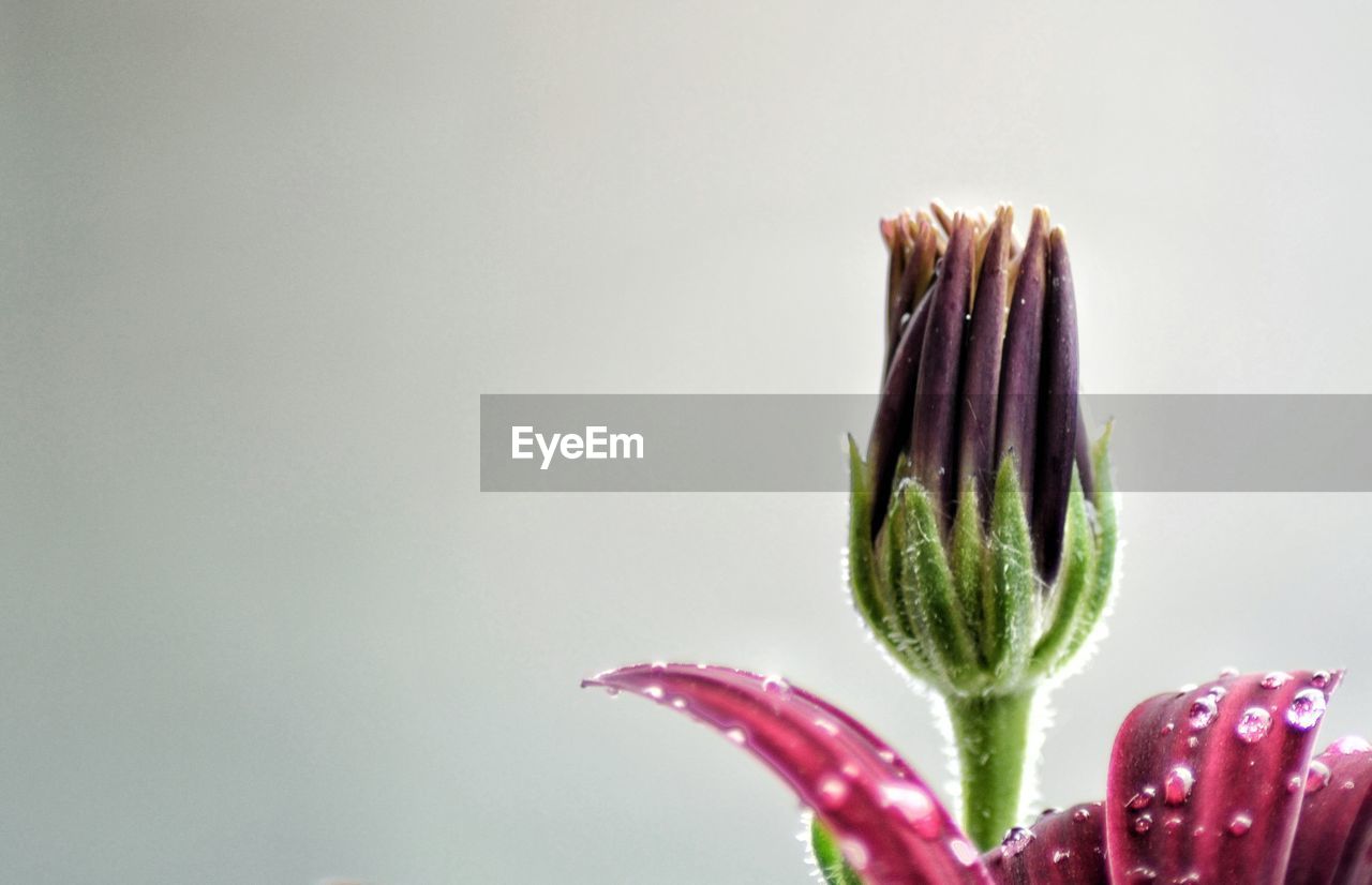 CLOSE-UP OF PURPLE FLOWER OVER WHITE BACKGROUND