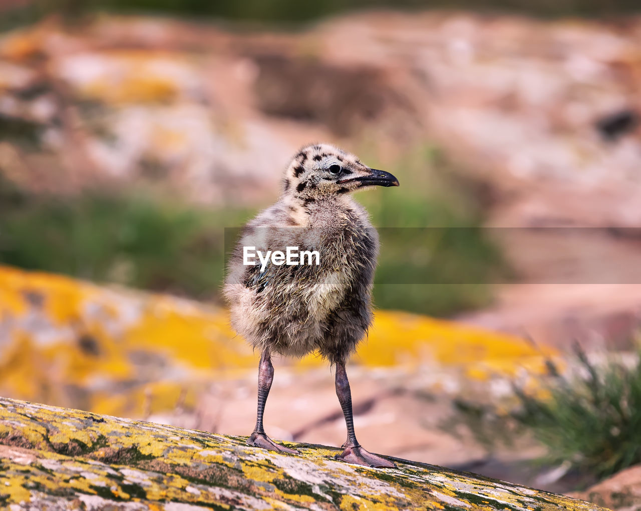 BIRD PERCHING ON ROCK