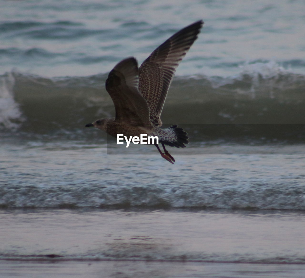 SEAGULL FLYING ABOVE SEA