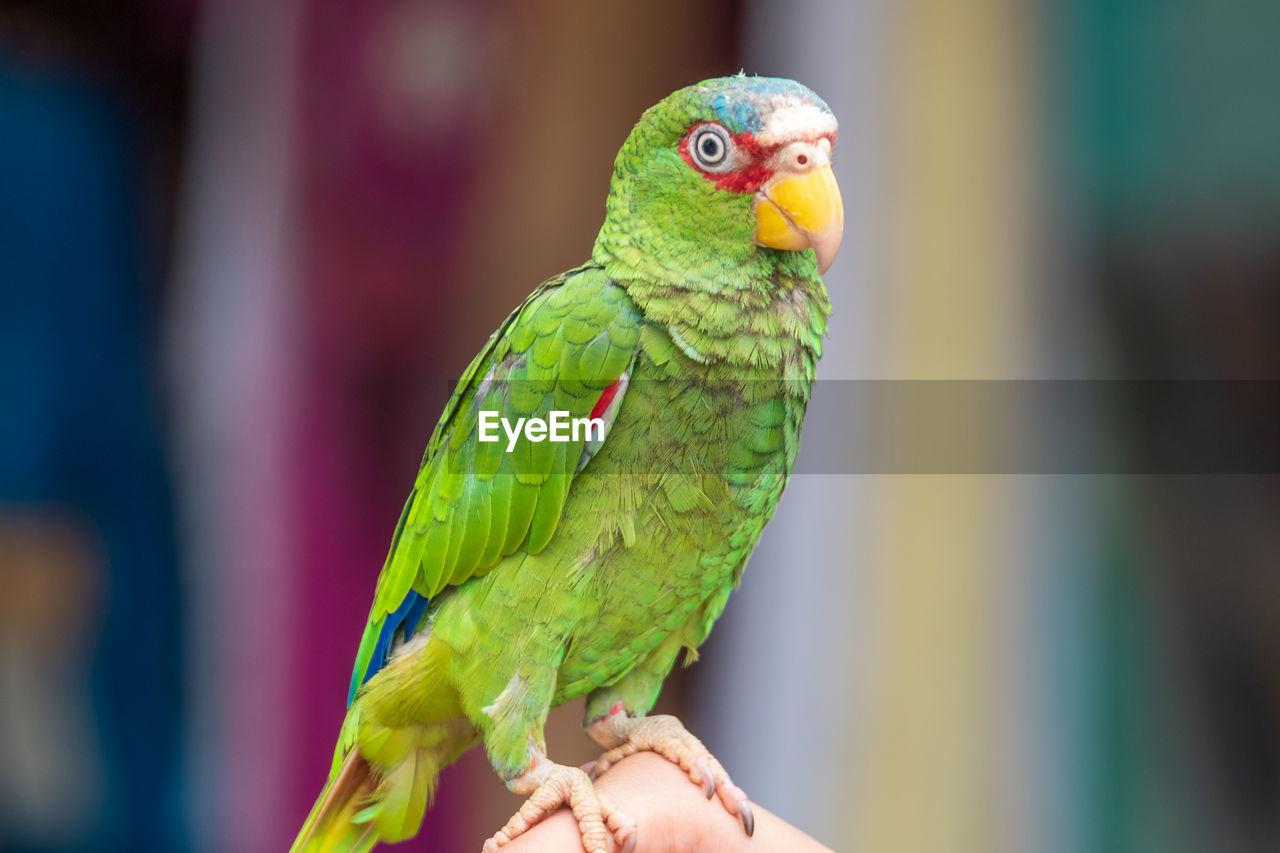 Close-up of white-fronted amazon parrot on human hand