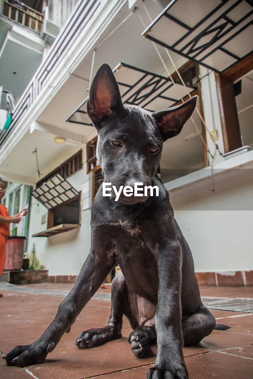 A black thai ridgeback puppy, koh rong island