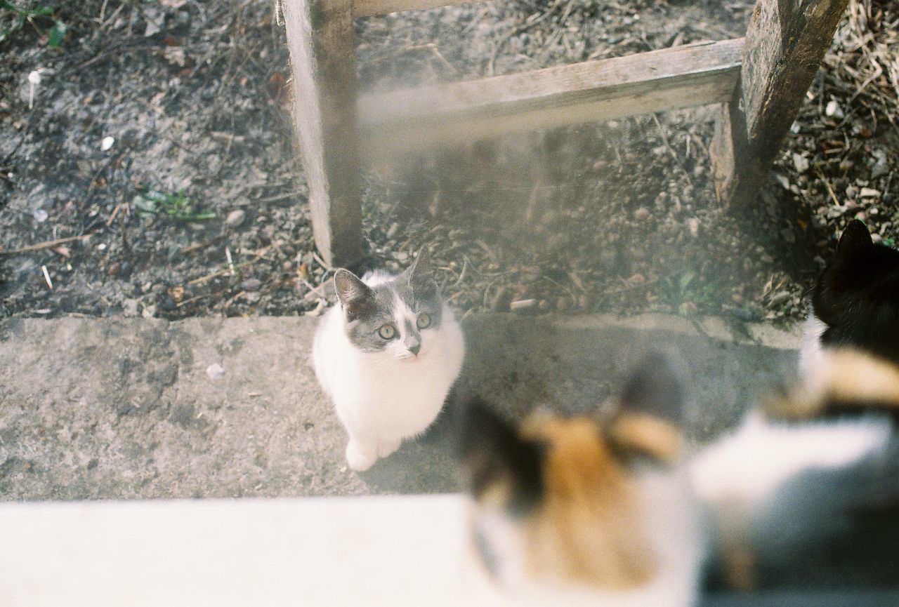 High angle view of cats by house