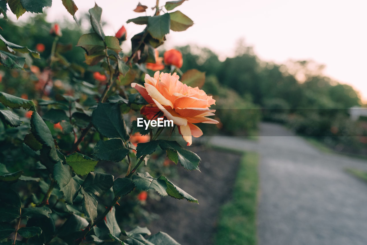 Close-up of flowers blooming outdoors